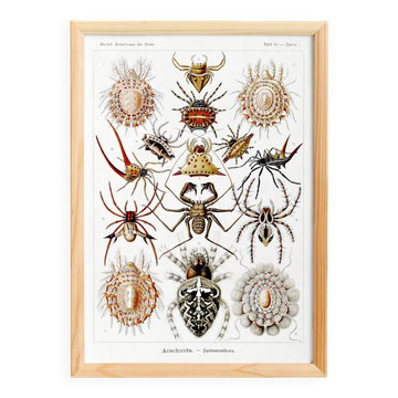Poster about spiders, based on an old lithograph from 1904.