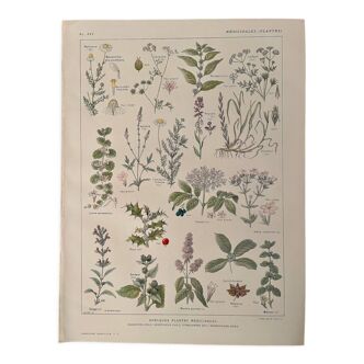Lithograph medicinal plants (XXV) Chervil Sage Melisse - 1920