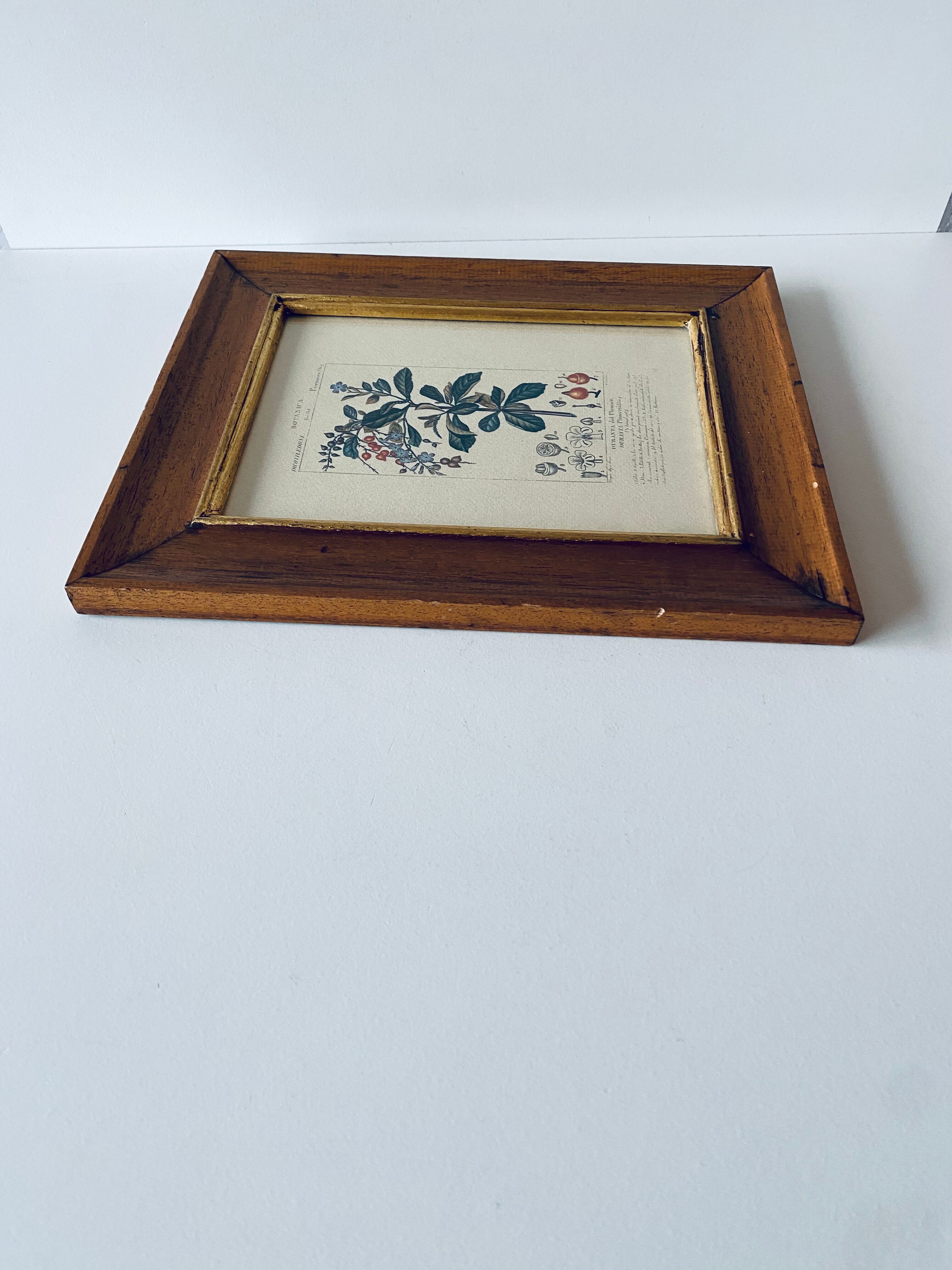 Framed botanical poster