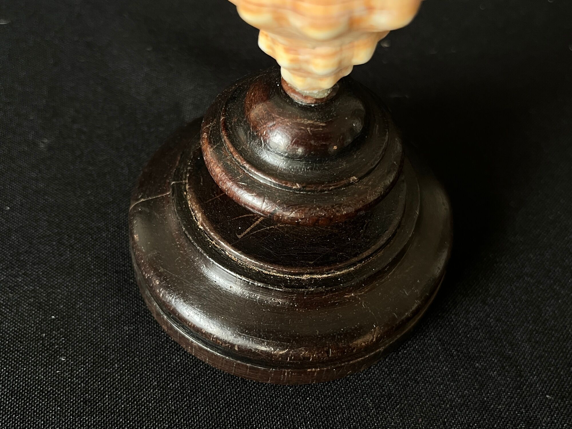 Shell Fasciolaria Trapezium on blackened turned wooden base old cabinet of curiosities