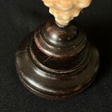 Shell Fasciolaria Trapezium on blackened turned wooden base old cabinet of curiosities