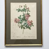 Pink botanical lithograph
