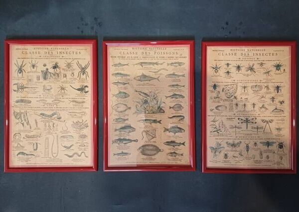 Lot de  planches pédagogiques d'Histoire Naturelle ''Imagerie Nouvelle