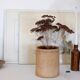 Old terracotta pot Provence XIX th