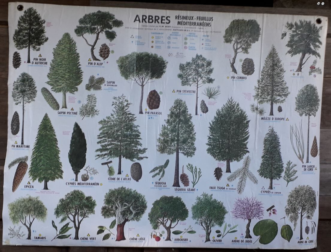 School poster / m.d.i / 1974 mediterranean deciduous coniferous trees