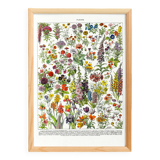 Poster of "amaranth" flowers, based on a 1928 lithograph