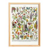 Poster of "amaranth" flowers, based on a 1928 lithograph