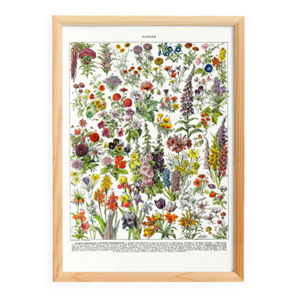Poster of "amaranth" flowers, based on a 1928 lithograph