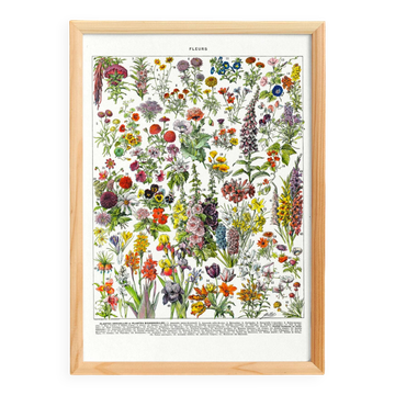 Poster of "amaranth" flowers, based on a 1928 lithograph