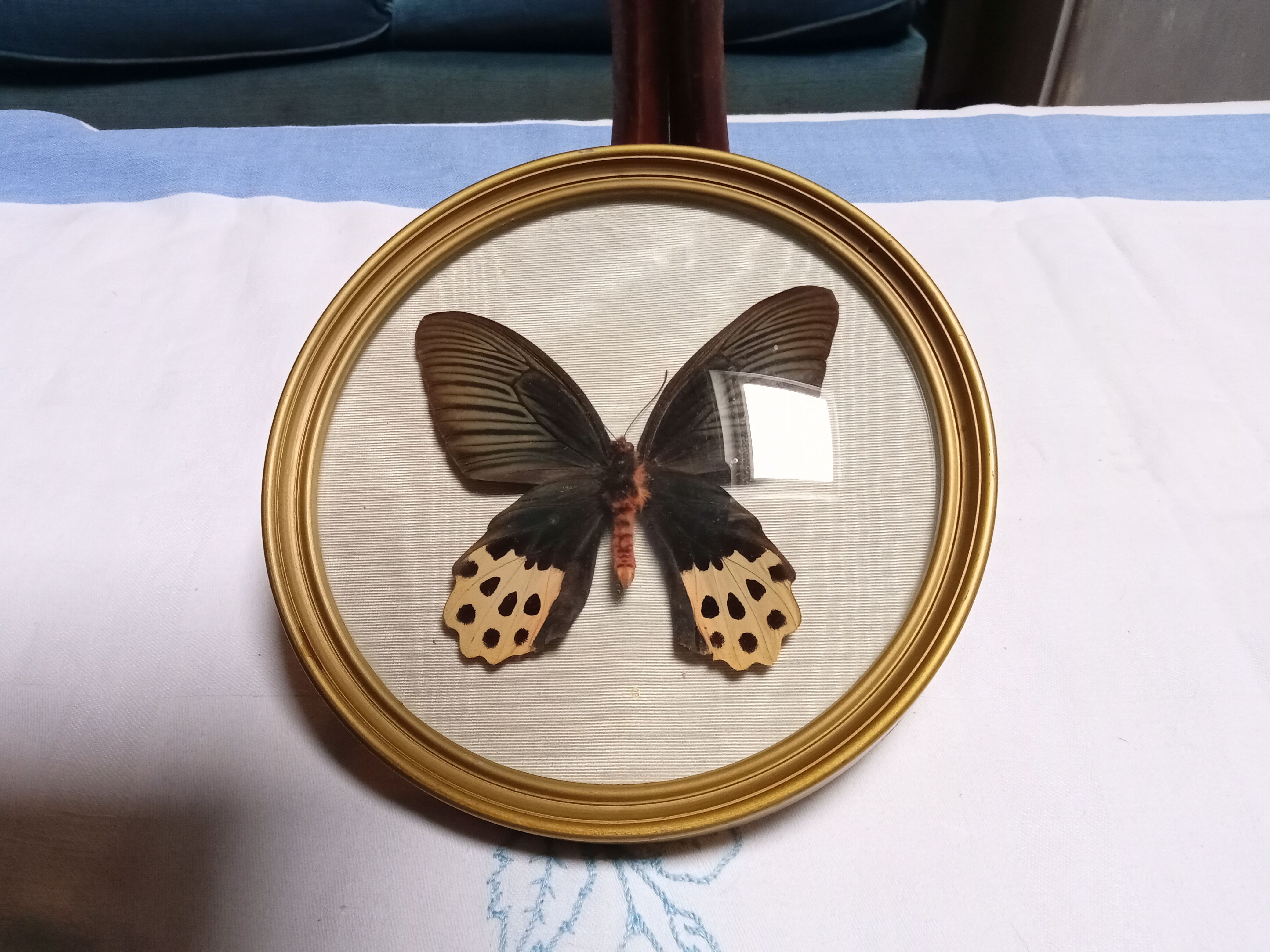 True butterfly frame