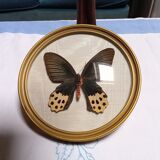 True butterfly frame