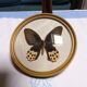 True butterfly frame