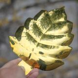 Pair of vintage leaf-shaped pockets, brass leaf cup