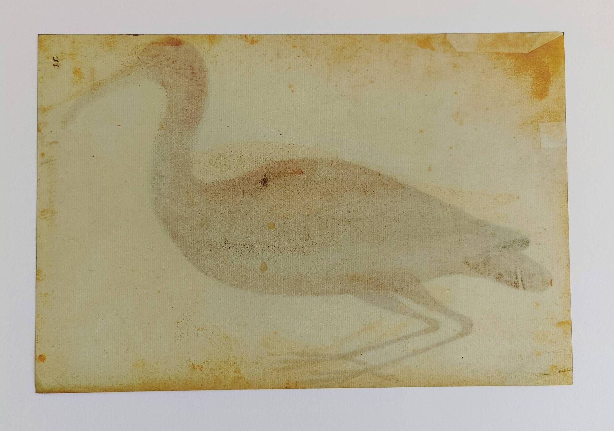 Pair of reproductions of the Codex Pomar of Natural History, Valencia, 1990