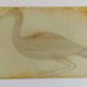 Pair of reproductions of the Codex Pomar of Natural History, Valencia, 1990