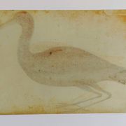 Paire de reproductions du Codex Pomar d'Histoire Naturelle, Valence, 1990