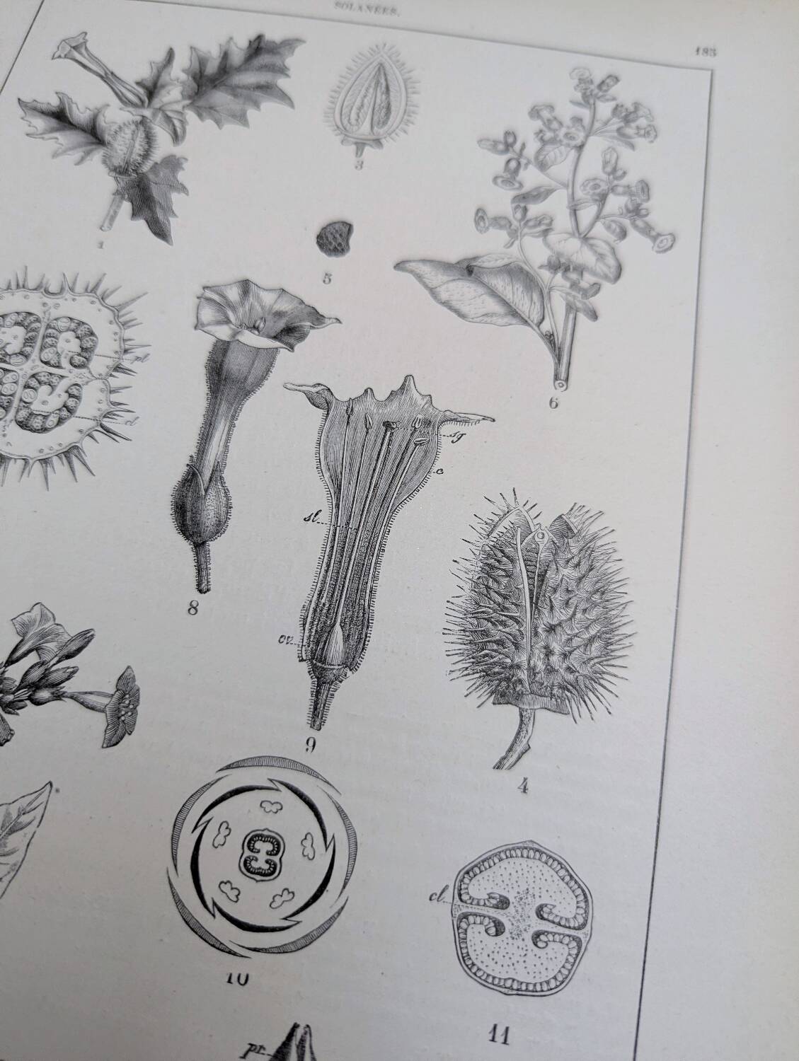Printed in 1889, the nightshades (Solanaceae). Old botanical plate.