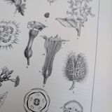 Printed in 1889, the nightshades (Solanaceae). Old botanical plate.