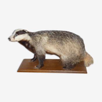 Naturalized badger on pedestal