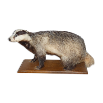 Naturalized badger on pedestal