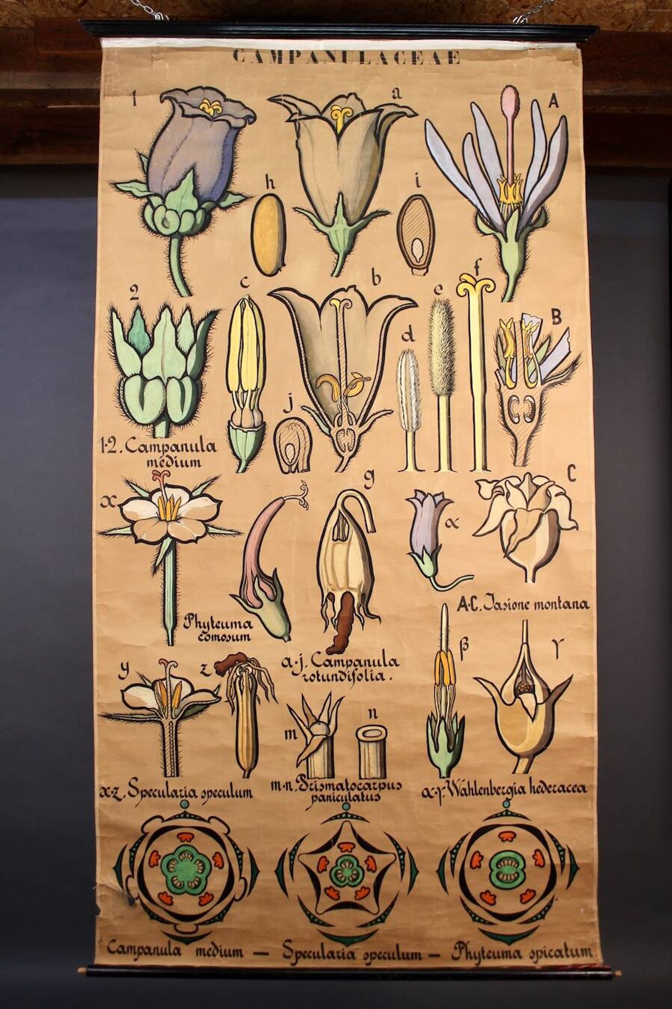 Educational poster, botanical chart of CAMPANULACEAE