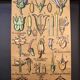 Educational poster, botanical chart of CAMPANULACEAE