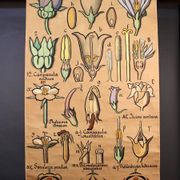 Educational poster, botanical chart of CAMPANULACEAE