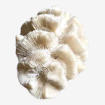 White coral, Lobophyllia corymbosa