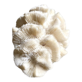 White coral, Lobophyllia corymbosa