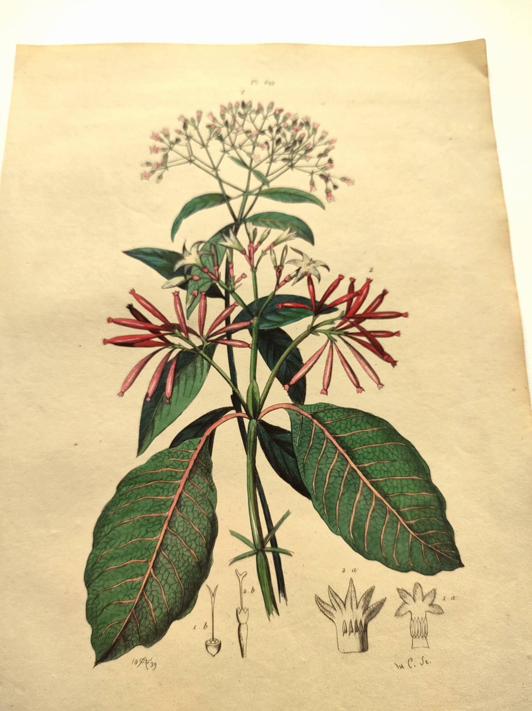 Antique engraving from 1839 by DuCasse -Quinquina- Hand-colored botanical plate. Original.