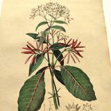 Gravure de 1839  de DuCasse -Quinquina- Planche coloriée à la main botanique