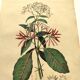 Antique engraving from 1839 by DuCasse -Quinquina- Hand-colored botanical plate. Original.