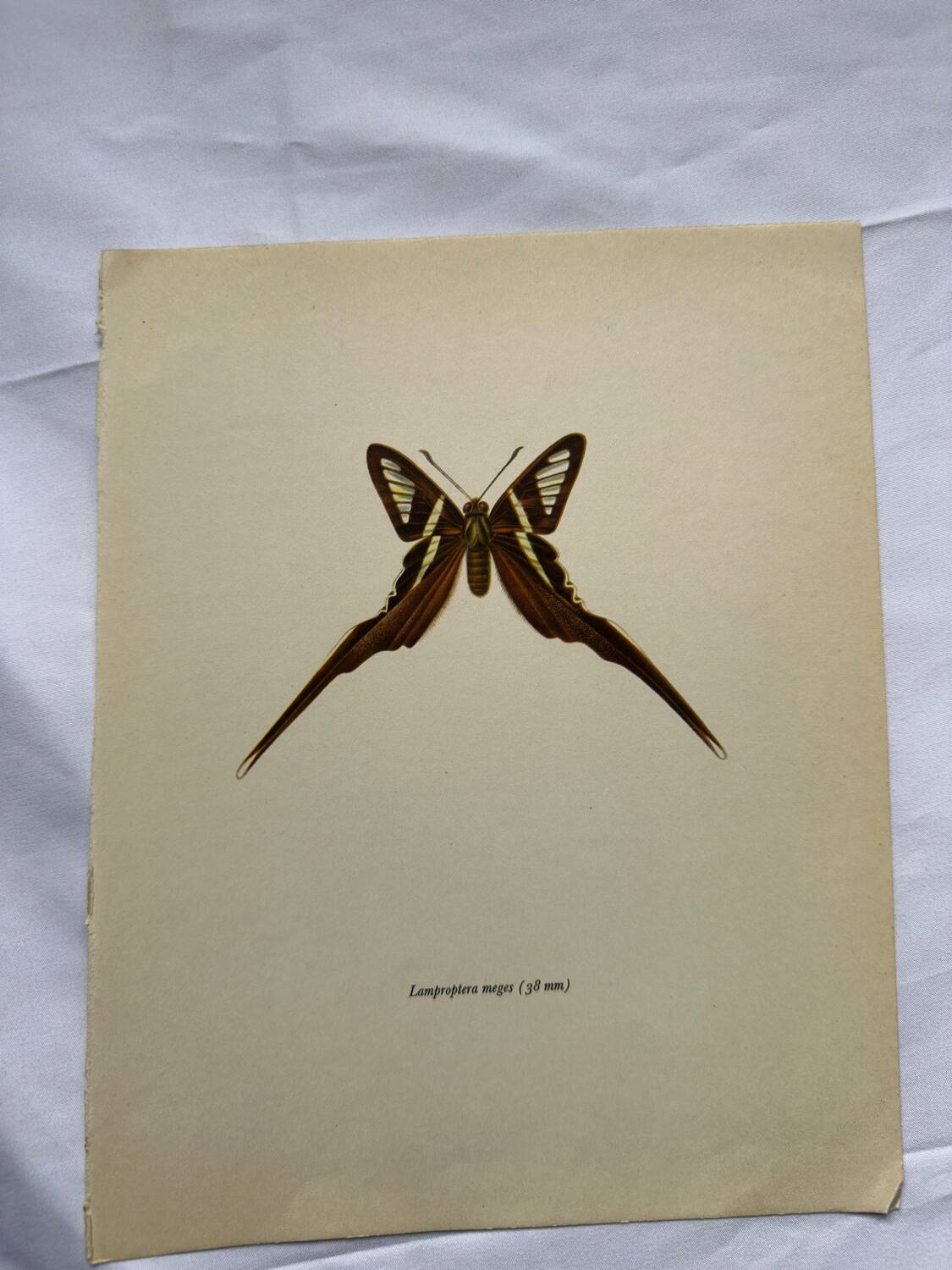 Gravure papillon planche botanique ancienne déco vintage
