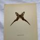 Gravure papillon planche botanique ancienne déco vintage