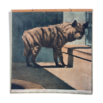 Affiche pédagogique hyène, 1916