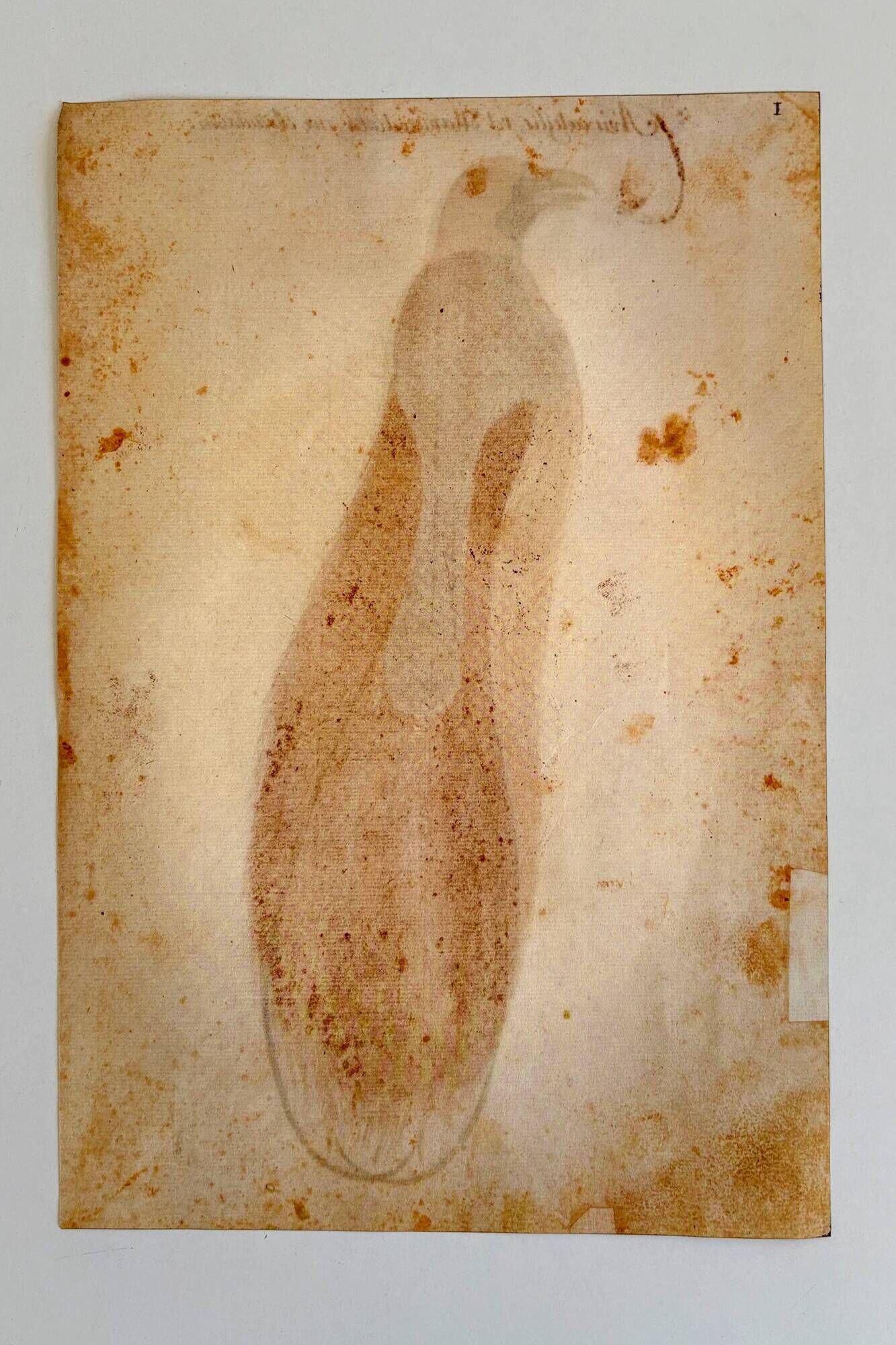 Impressions of the natural history of the Renaissance, pair of facsimiles of the Codex Pomar, 1990s.