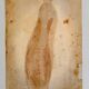 Impressions of the natural history of the Renaissance, pair of facsimiles of the Codex Pomar, 1990s.