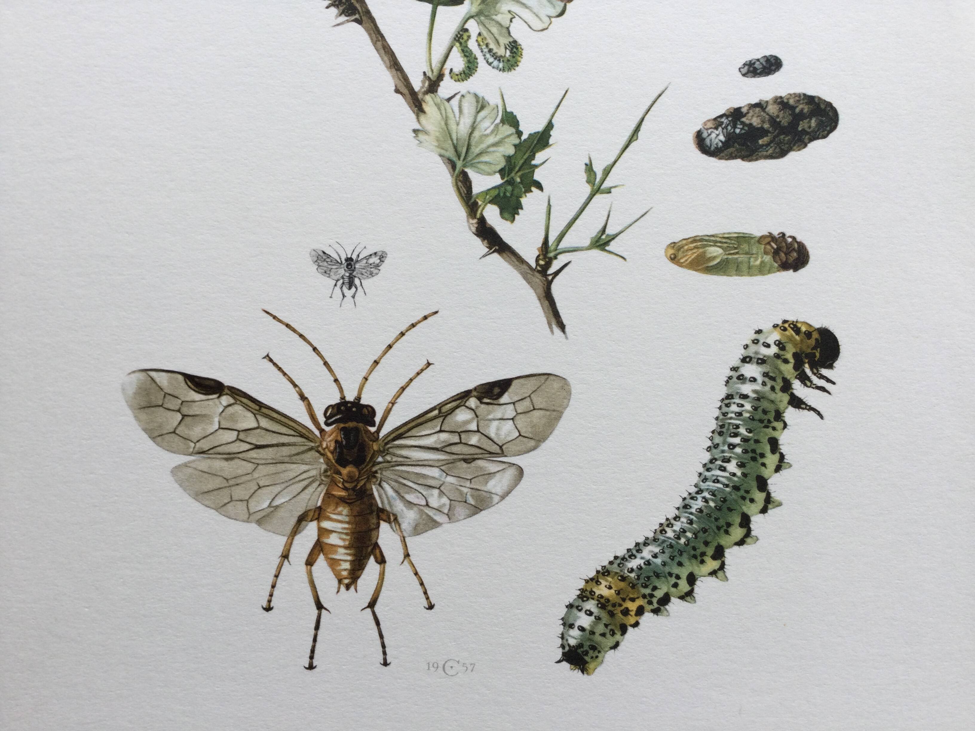 Antique illustration "insects", Vintage print, 1960s