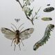 Antique illustration "insects", Vintage print, 1960s