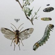 Antique illustration "insects", Vintage print, 1960s