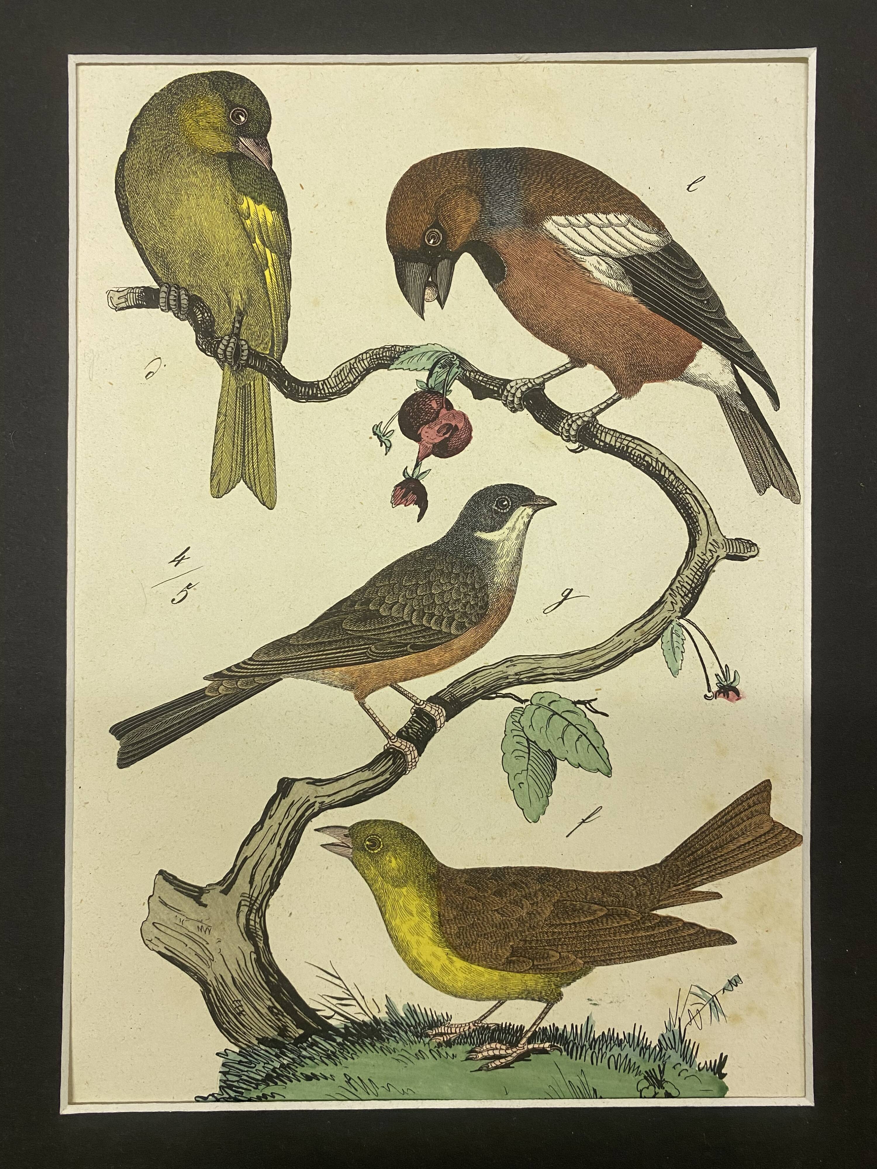 Naturalistic engraving birds