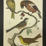 Naturalistic engraving birds