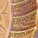 Service of 12 fish barbotine plates – antique faience from Sarreguemines