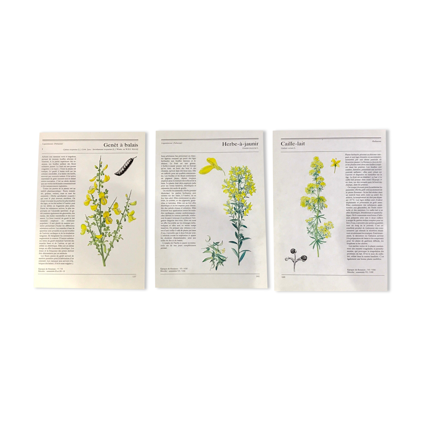 Botanical illustrations 80s Broom