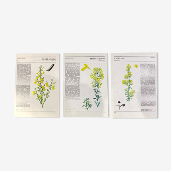 Botanical illustrations 80s Broom