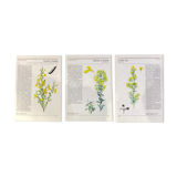 Botanical illustrations 80s Broom