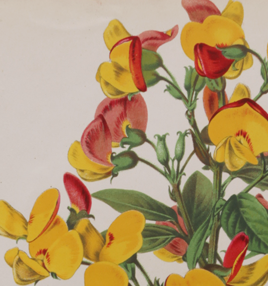 Lithography engraving plank vintage flowers - 1850