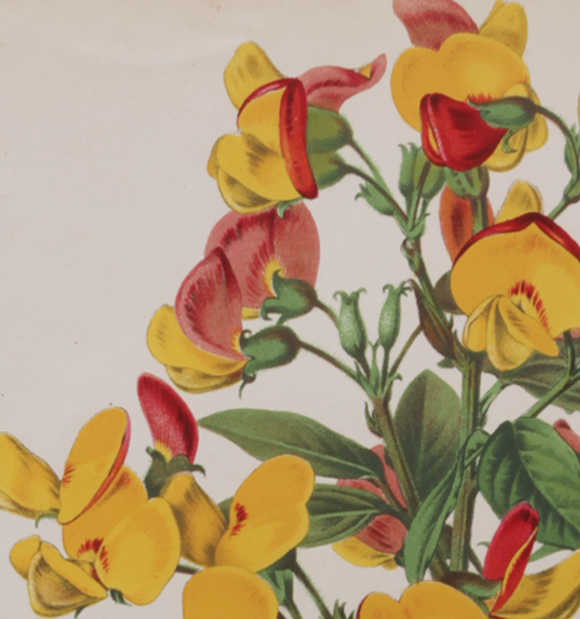 Lithography engraving plank vintage flowers - 1850
