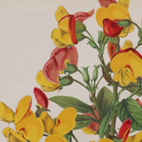 Lithography engraving plank vintage flowers - 1850