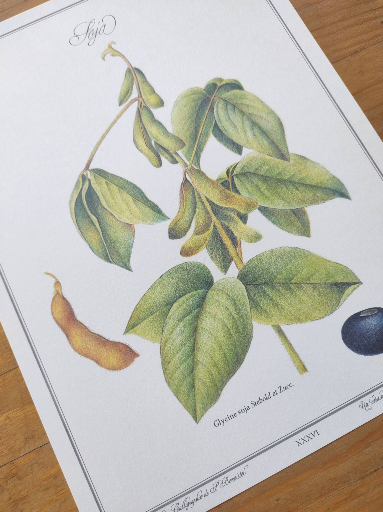 Botanical illustration -Soybean- Engraving of medicinal plants and flowers. Pastels by C. Michaut